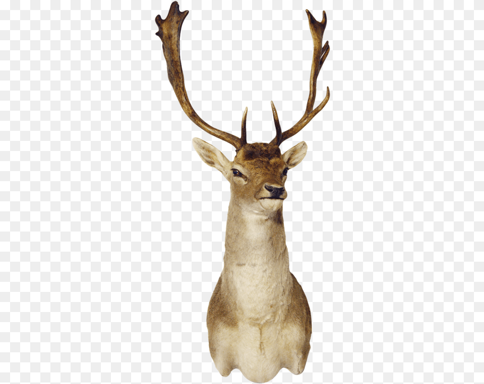 Fallow Deer Shoulder Mount Elk, Animal, Antelope, Antler, Mammal Free Png Download
