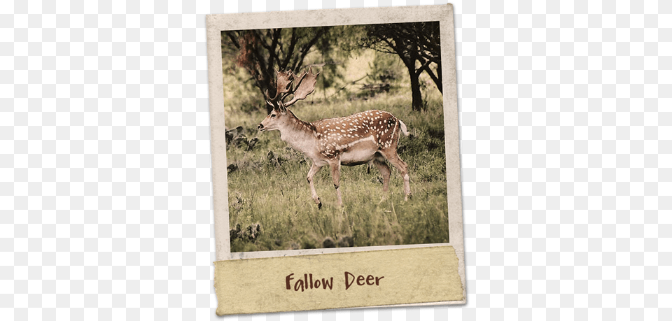 Fallow Deer Were Native To Most Of Europe And The Middle Fallow Deer, Animal, Antelope, Mammal, Wildlife Free Transparent Png