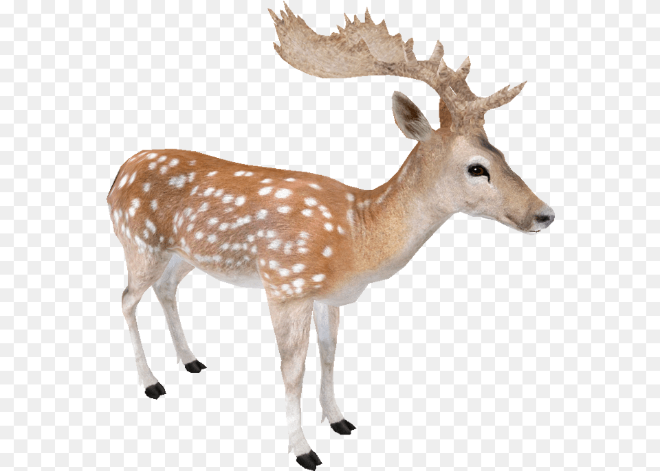 Fallow Fallow Deer, Animal, Antelope, Mammal, Wildlife Free Transparent Png