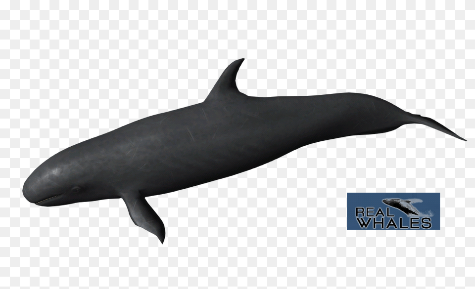 False Killer Whale, Animal, Fish, Sea Life, Shark Free Transparent Png