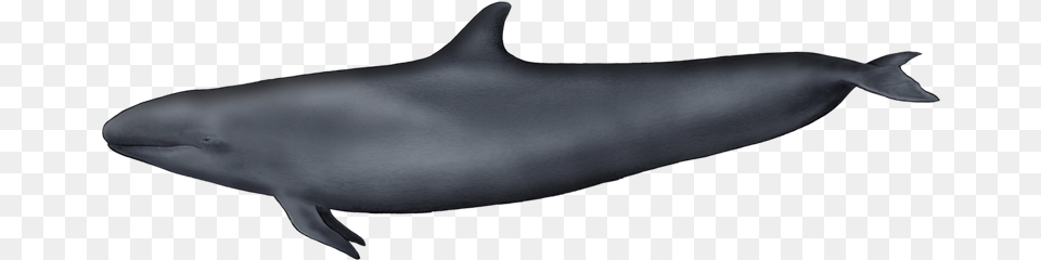 False Killer Whale False Killer Whale Chest, Animal, Fish, Sea Life, Shark Free Transparent Png