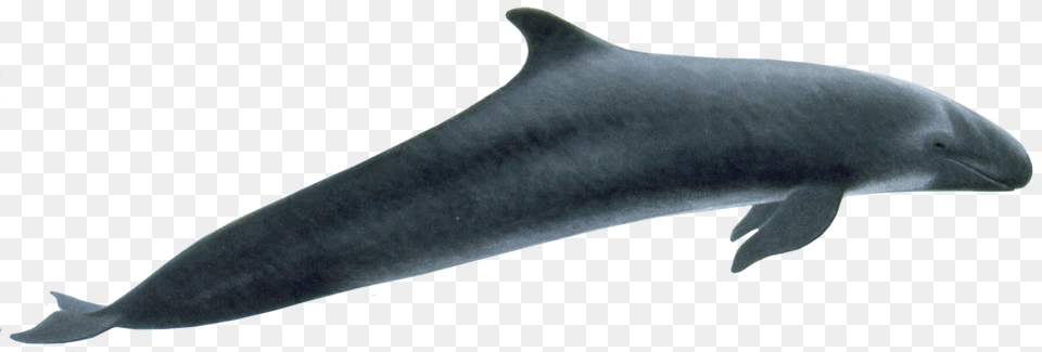 False Killer Whale Flippers, Animal, Dolphin, Mammal, Sea Life Png