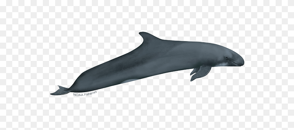 False Killer Whale In The Hawaiian Islands Noaa Fisheries, Animal, Dolphin, Fish, Mammal Free Transparent Png