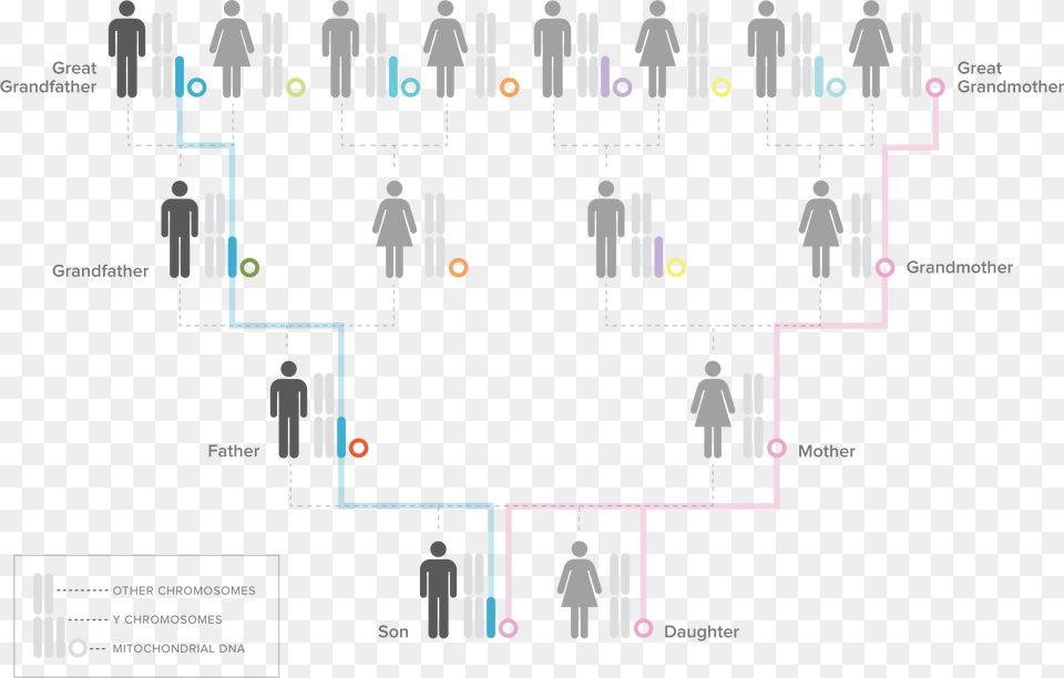 Familial Dna, Person, Diagram Free Png Download