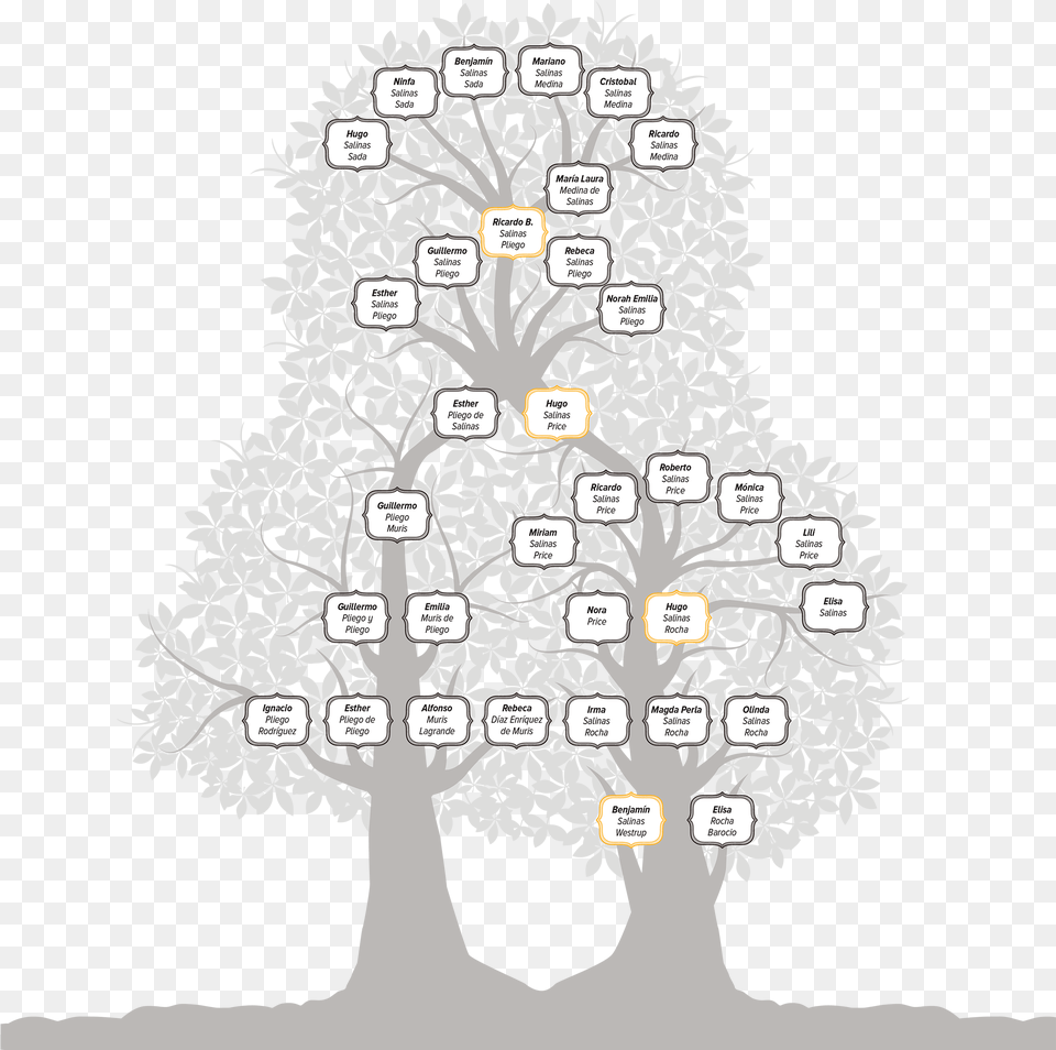 Family Arbol Genealogico De Salinas, Plant, Tree, Christmas, Christmas Decorations Free Png Download