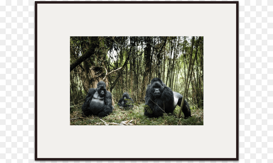 Family Portrait Chris Schmid Gorilla, Animal, Ape, Mammal, Wildlife Free Png Download