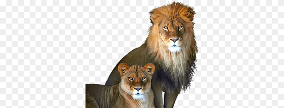 Family Pride Lion And Lioness, Animal, Mammal, Wildlife Free Png Download