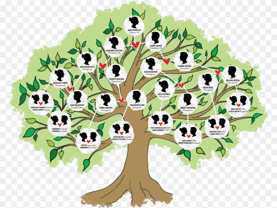 Family Tree Different Types Of Family Tree, Potted Plant, Plant, Oak, Sycamore Free Png Download