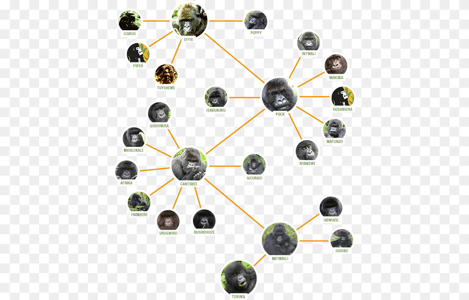 Family Tree On Mobile, Person, Wildlife, Monkey, Mammal Free Png Download