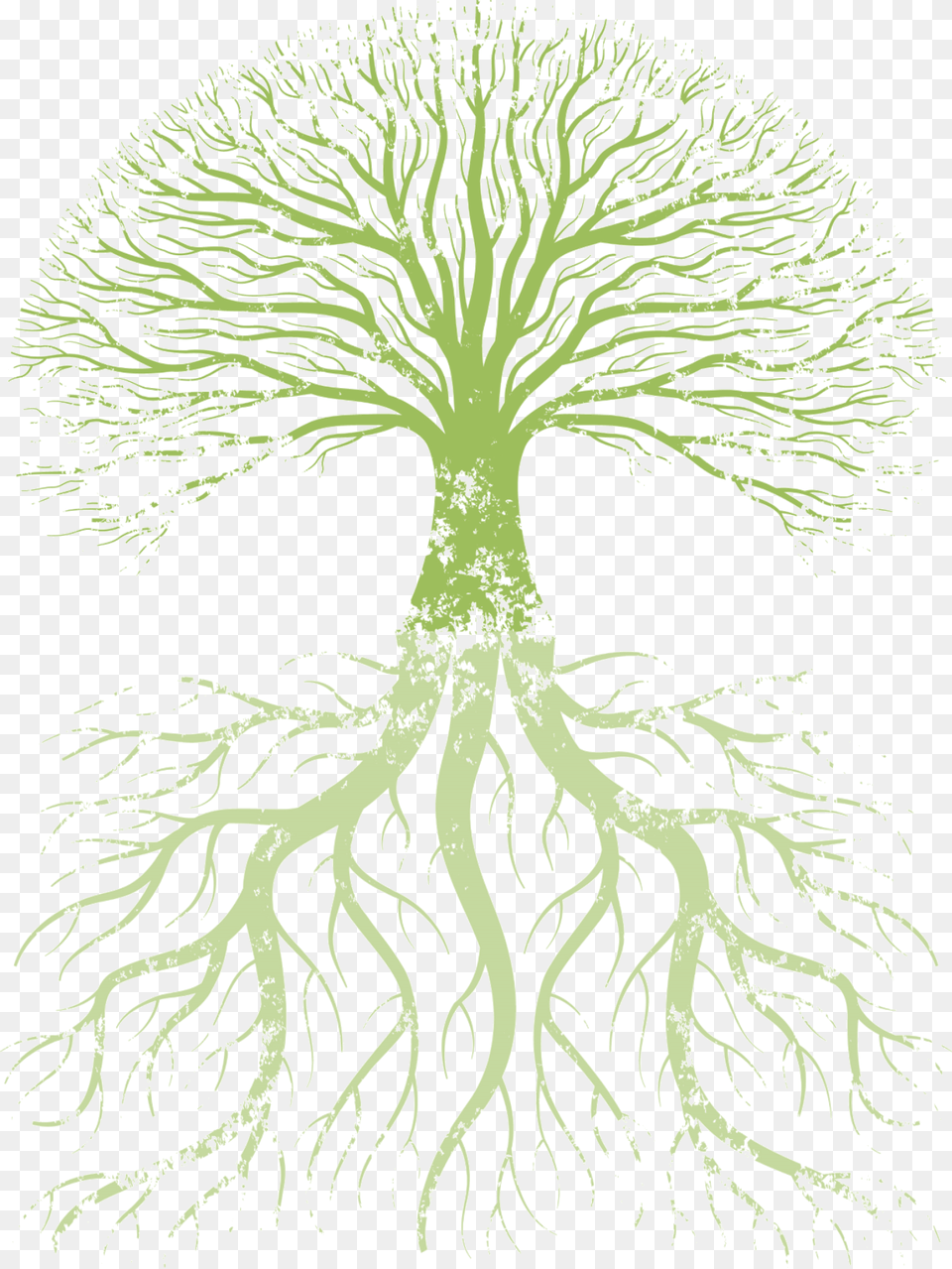 Family Tree Root Tree Of Life True Knowledge Is Knowing The Extent Of One39s Ignorance, Plant, Person Free Transparent Png