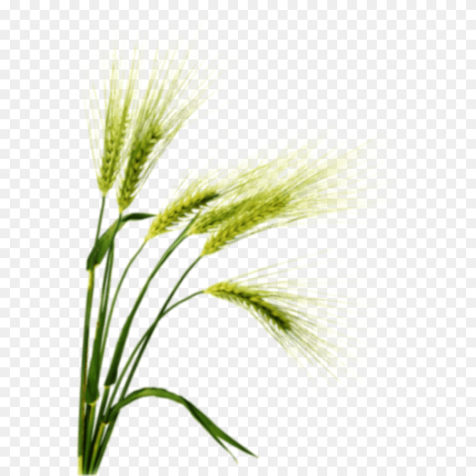 Familybotanyflowering Plantwhite Pinetriticalefood Barley, Grass, Plant, Pollen, Flower Free Transparent Png