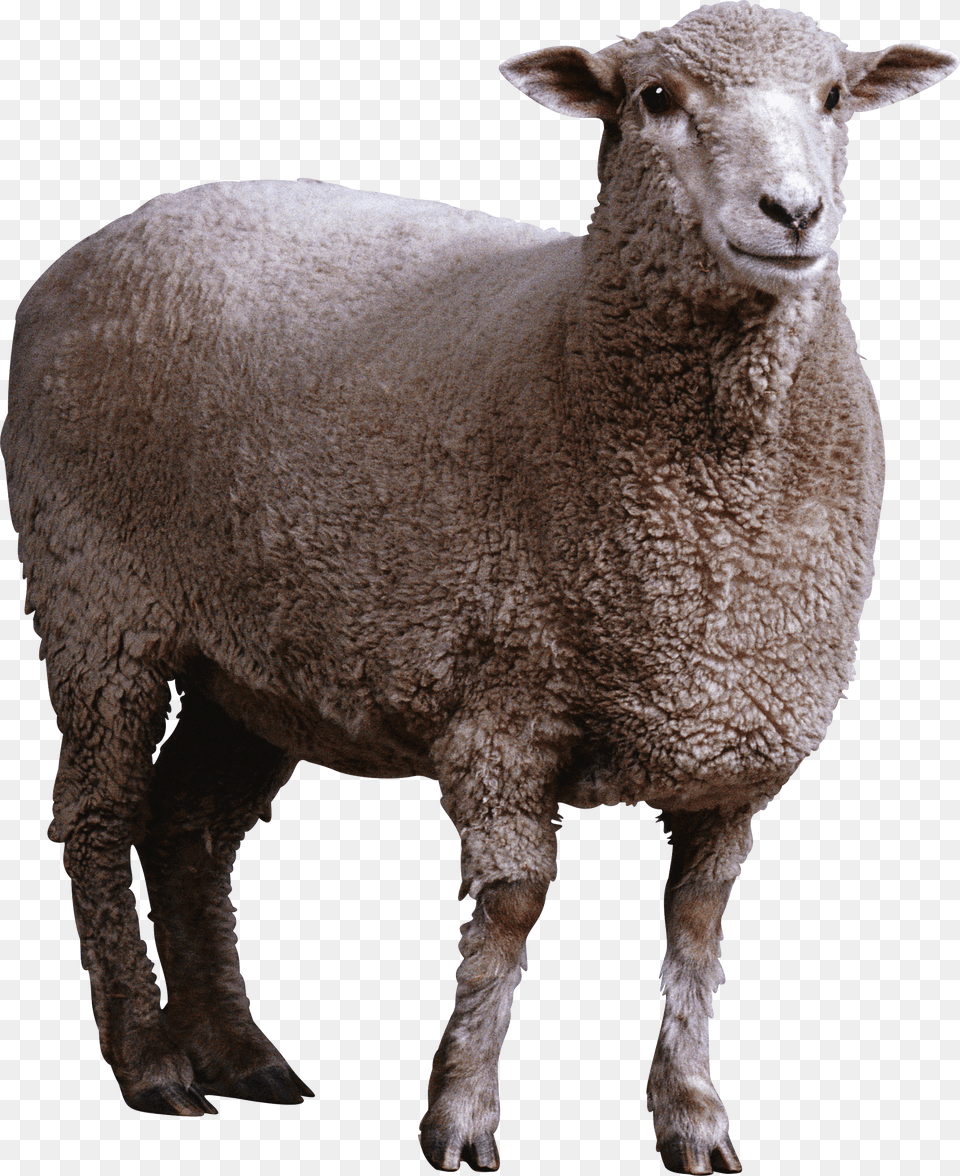 Familyterrestrial Animalsnoutanimal Figuregoats Sheep, Animal, Livestock, Mammal Png Image