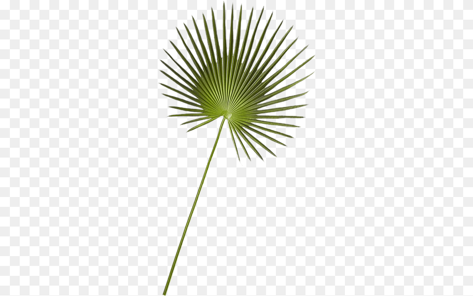 Fan Palm Fan Palm Cb2, Flower, Leaf, Plant, Palm Tree Free Png