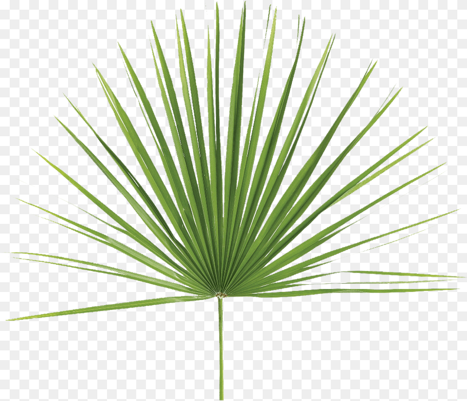 Fan Palm Leaf, Grass, Palm Tree, Plant, Tree Png Image