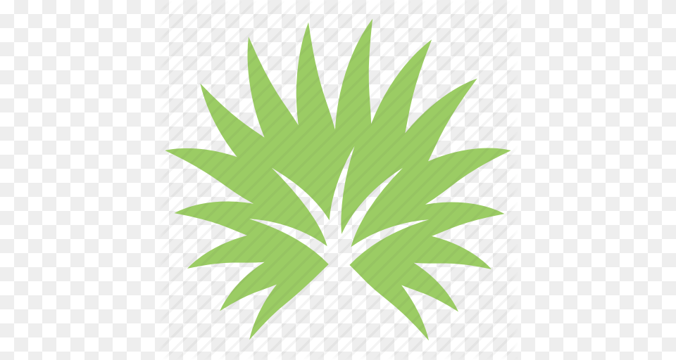 Fan Palm Palm Leaf Palm Sunday Leaf Palmetto Leaf Tropical, Green, Plant, Herbal, Herbs Free Png