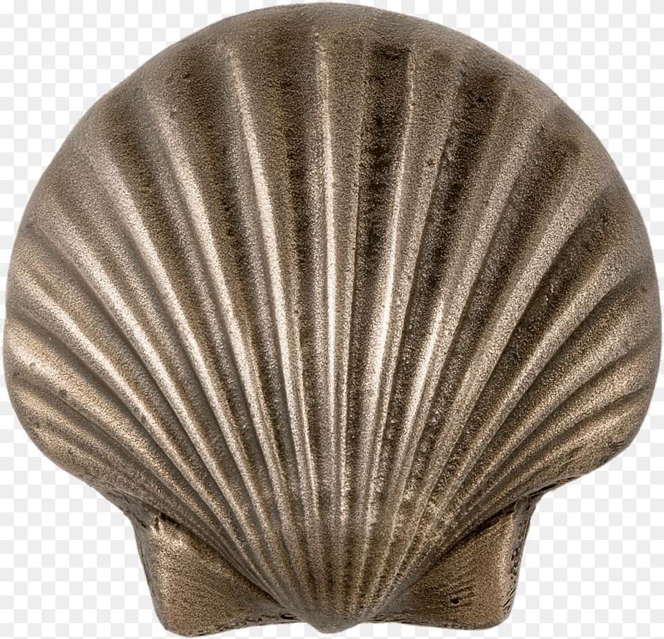 Fan Seashell, Animal, Clam, Food, Invertebrate Free Png Download