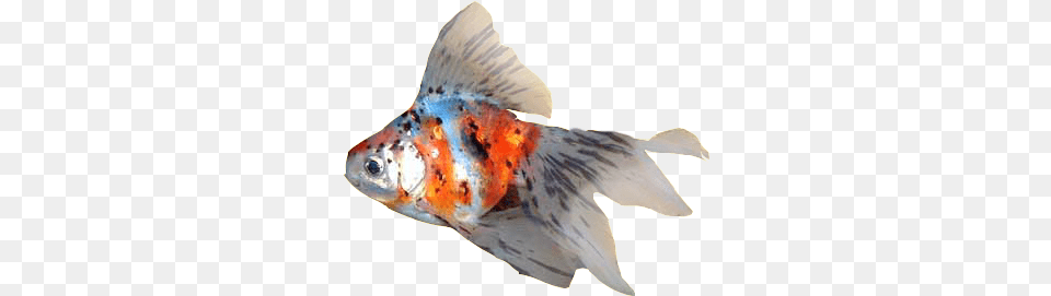 Fancy Goldfish Goldfish, Animal, Fish, Sea Life, Shark Png