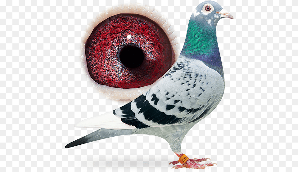 Fancy Pigeon, Animal, Bird, Dove Free Png Download