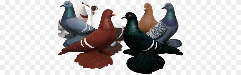 Fancy Pigeon, Animal, Bird, Dove Png Image
