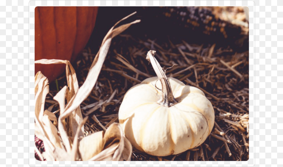 Fancy Pumpkin Pumpkin, Food, Plant, Produce, Vegetable Free Transparent Png