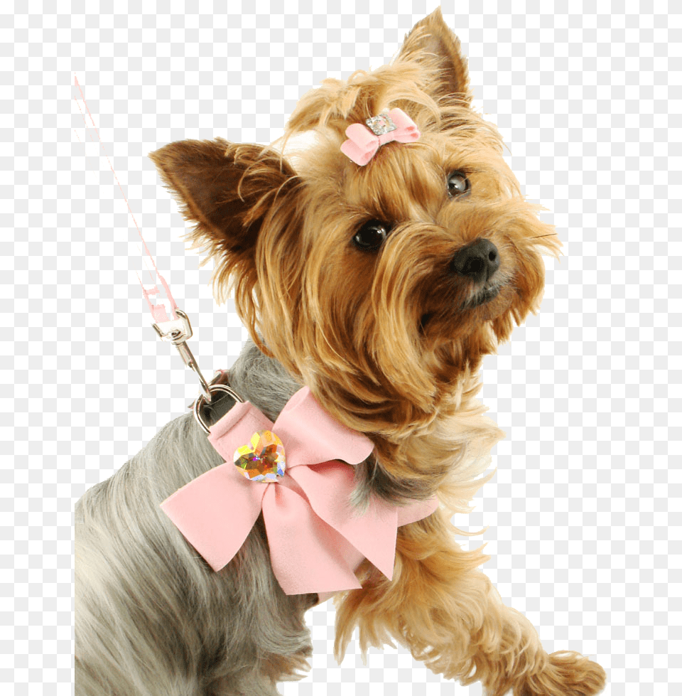 Fancy Small Dog, Accessories, Strap, Pet, Mammal Free Png