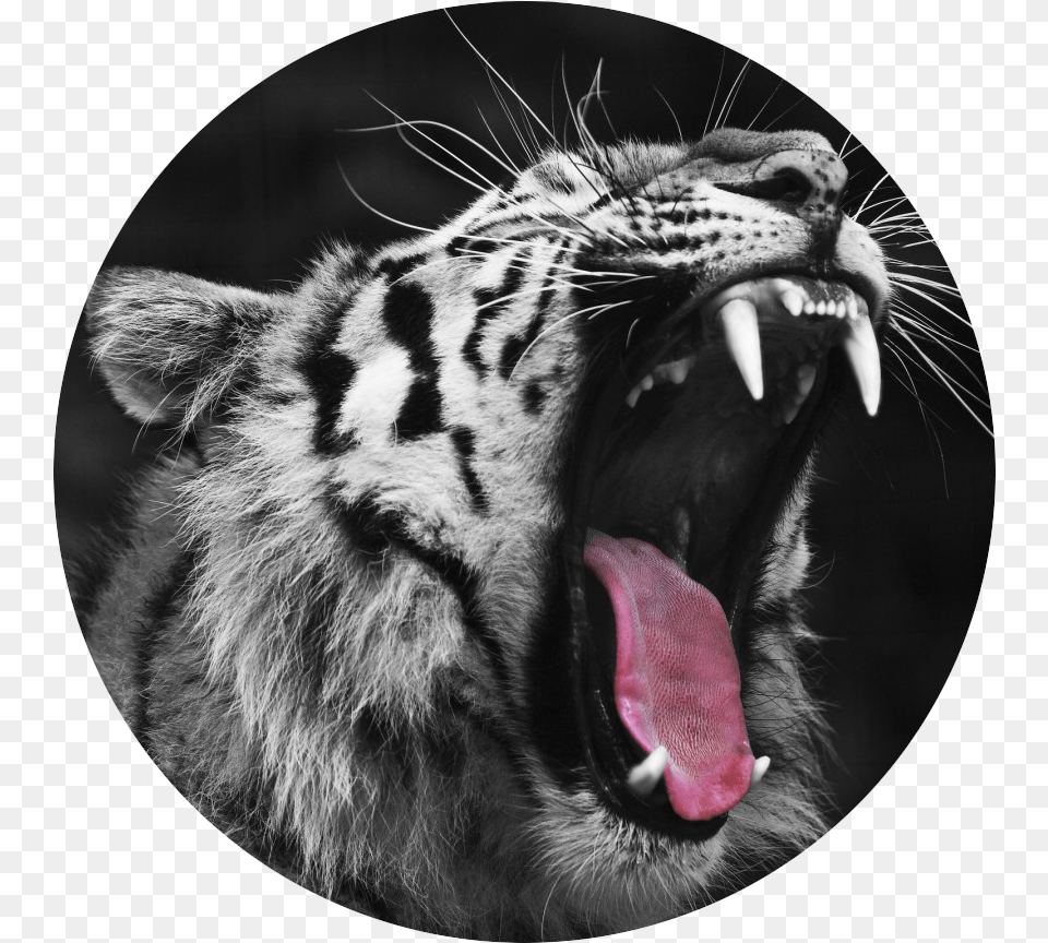 Fang Transparent Tumblr Angry Tiger Images Hd, Animal, Body Part, Mammal, Mouth Png