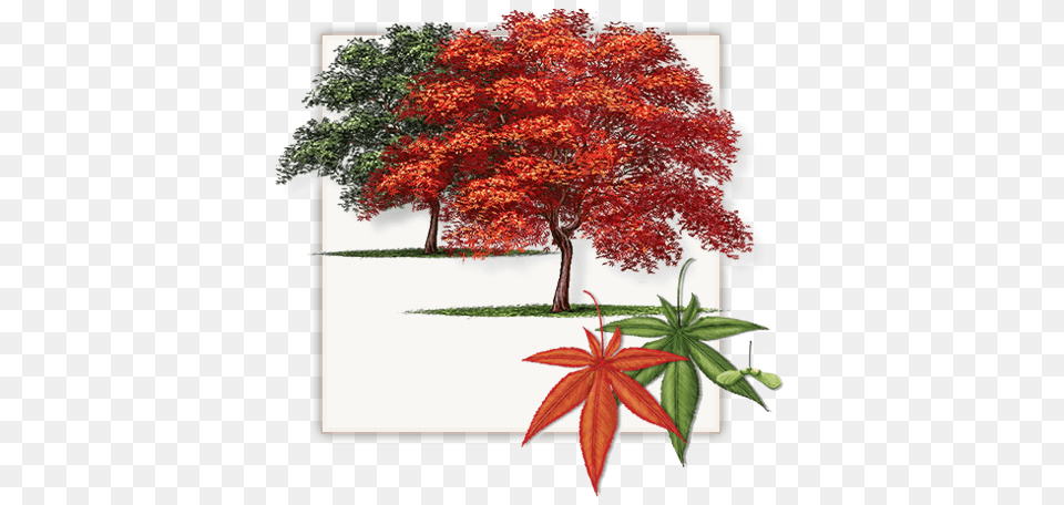 Fannin Japanese Red Maple Trees Are Not Red Maple Tree In Dallas, Leaf, Plant, Vegetation Png Image