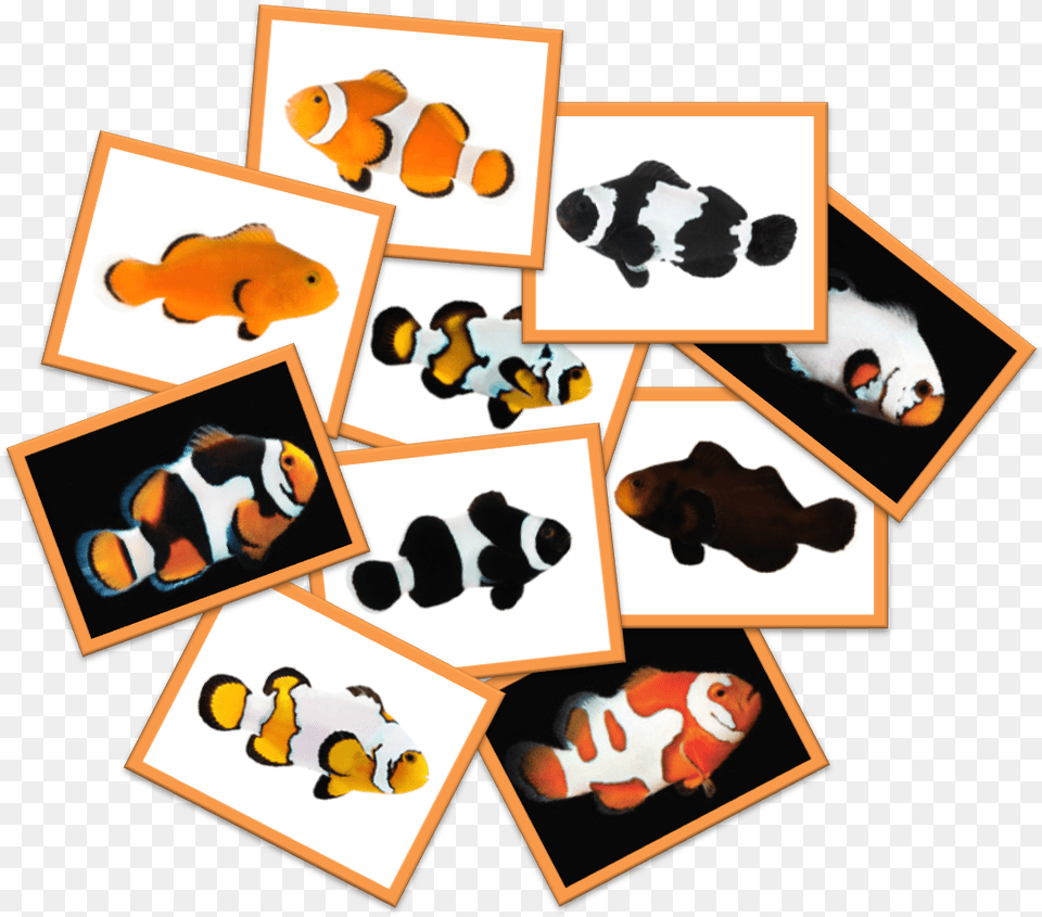 Fantasized By The Nemo Movie Do You Think Clownfish, Amphiprion, Animal, Fish, Sea Life Png