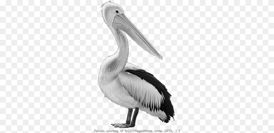 Fantastic Birds Pelicans Picture 2574 Transparentpng White Pelican, Animal, Bird, Waterfowl, Beak Free Png Download