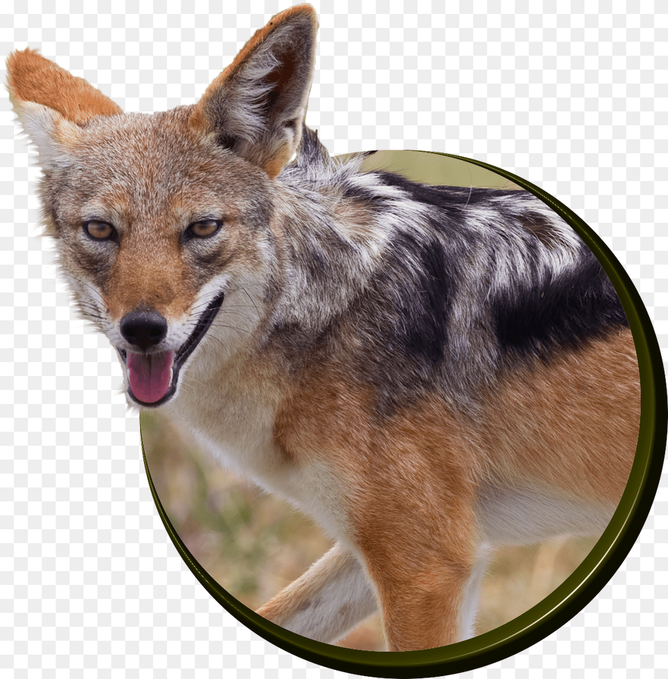 Fantastic Facts About Jackals Illustrated Fun Learning, Animal, Canine, Coyote, Dog Png