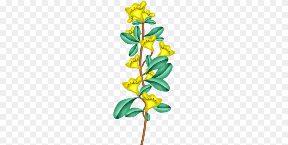 Fantasy Easter Caesalpinia, Flower, Plant, Bud, Sprout Free Png