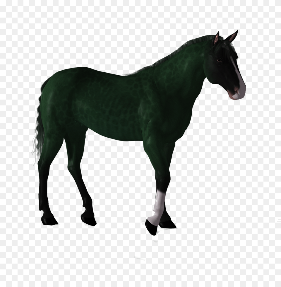 Fantasy Horse Stock, Animal, Mammal, Colt Horse, Stallion Free Transparent Png