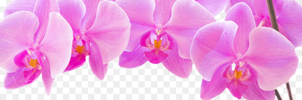 Faq Dreisbach Wholesale Florists, Flower, Orchid, Plant, Rose Free Png Download