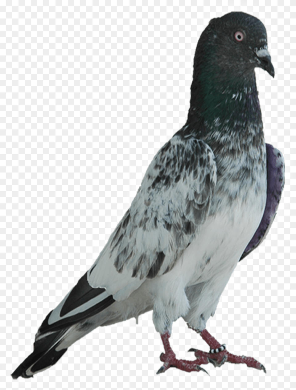 Faqirgul Original Faqeer Gul Kabootar, Animal, Bird, Pigeon, Dove Free Png