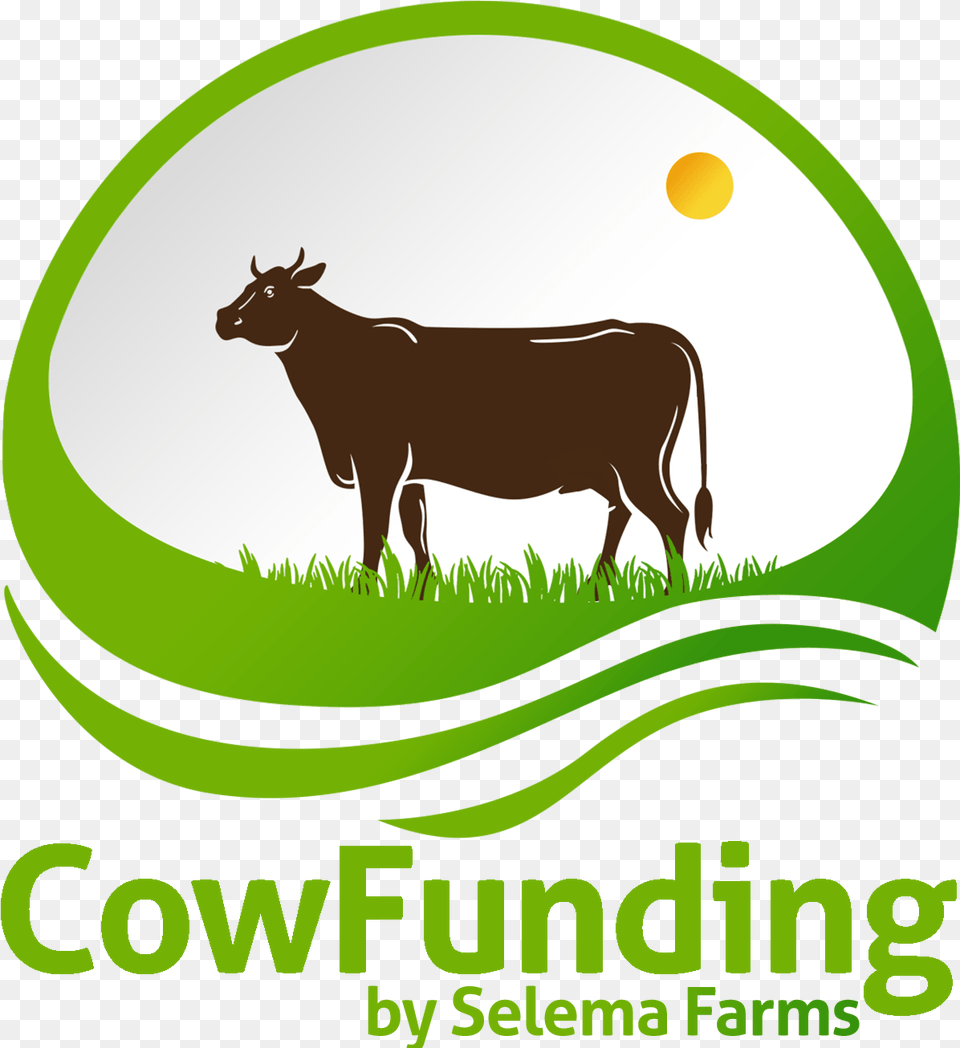 Faqs U2013 Cowfunding By Selema Farms Dairy Cow, Animal, Bull, Mammal, Cattle Free Png