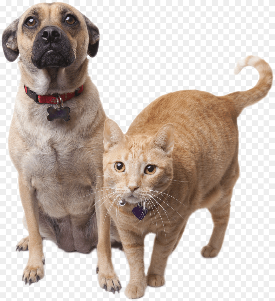Faqs Willamette Humane Society Cat Dog Transparent Background, Animal, Canine, Mammal, Pet Free Png