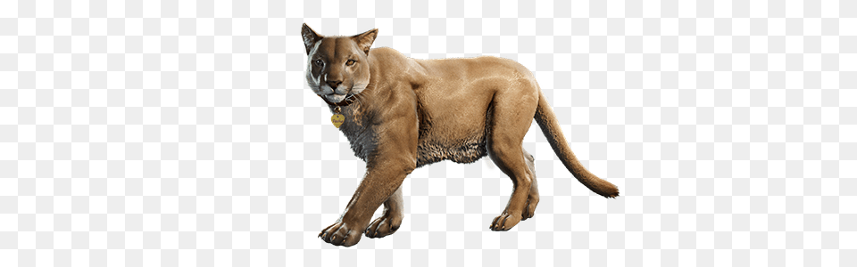 Far Cry, Animal, Lion, Mammal, Wildlife Png Image