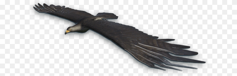 Far Cry 3 Black Eagle, Animal, Flying, Bird, Vulture Png