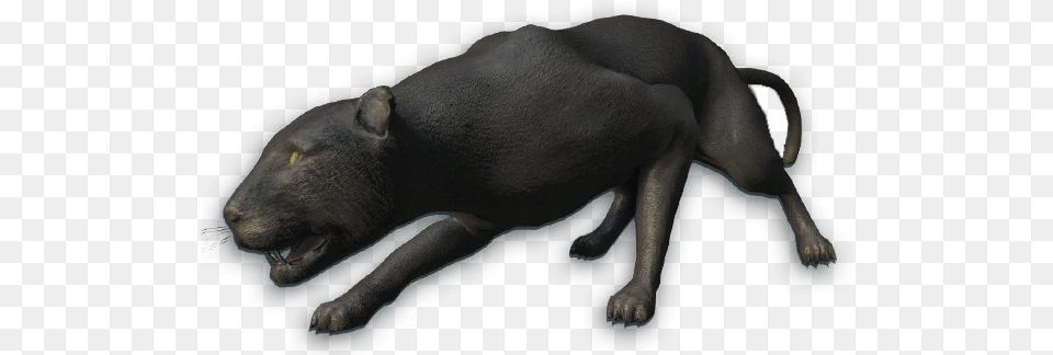 Far Cry 3 Black Panther, Animal, Bear, Mammal, Wildlife Free Png