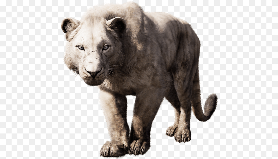 Far Cry Cave Lion, Animal, Mammal, Wildlife Png Image