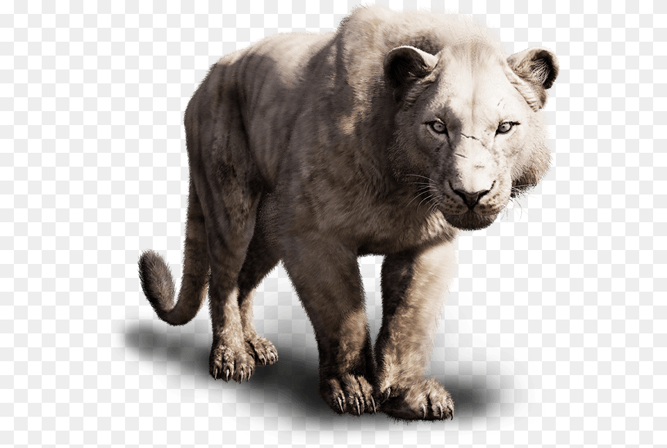 Far Cry Primal Animals, Animal, Lion, Mammal, Wildlife Free Png