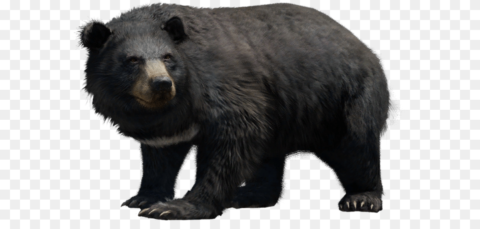 Far Cry Wiki American Black Bear, Animal, Mammal, Wildlife, Black Bear Png Image