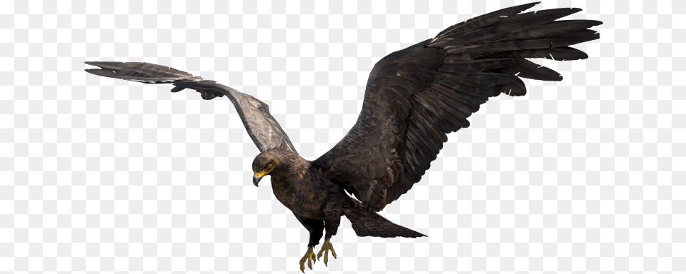 Far Cry Wiki Golden Eagle, Animal, Bird, Vulture, Flying Png