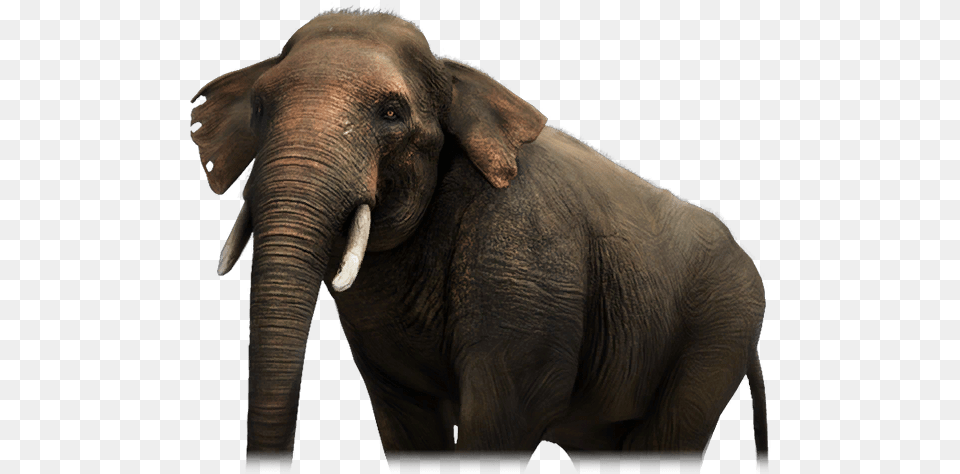 Far Cry Wiki Indian Elephant, Animal, Mammal, Wildlife Free Transparent Png