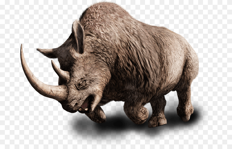 Far Cry Wiki Wooly Rhino Far Cry, Animal, Bear, Mammal, Wildlife Free Png Download