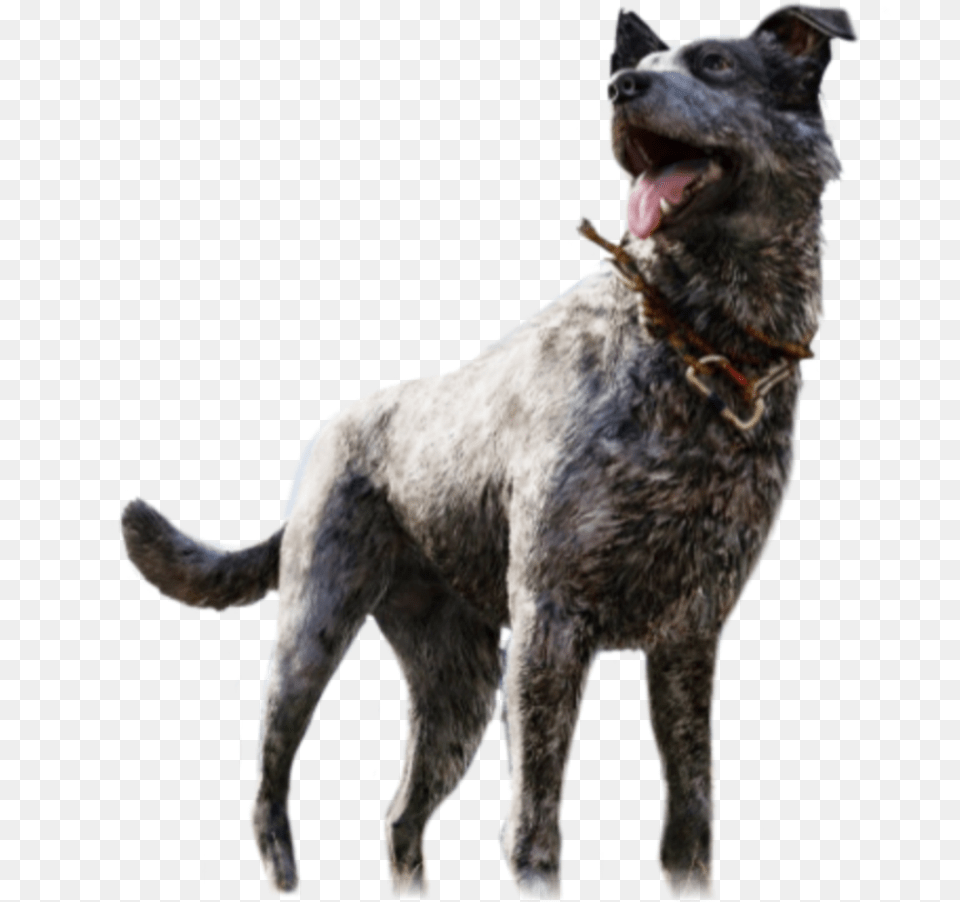 Farcry Boomer Dog Pumkinfarm Far Cry 5 Boomer, Animal, Canine, Mammal, Pet Png Image