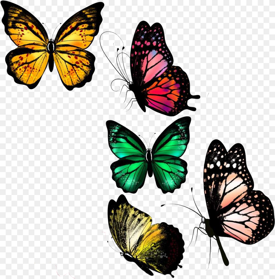 Farfalle Da Disegnare Realistiche, Animal, Butterfly, Insect, Invertebrate Png Image