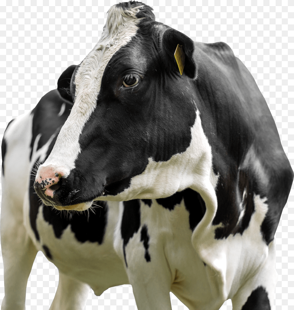 Farm Animal Practice, Cattle, Cow, Dairy Cow, Livestock Free Png