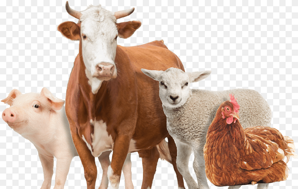 Farm Animals Farm Animals, Animal, Poultry, Fowl, Chicken Free Png
