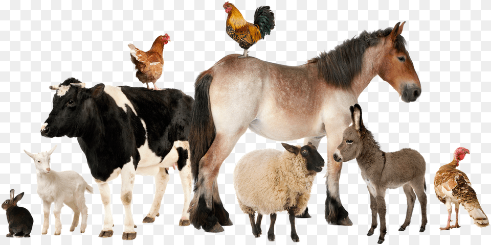 Farm Animals Group Of Farm Animals, Animal, Poultry, Fowl, Chicken Free Transparent Png